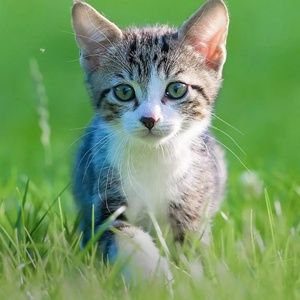 Meet your Posher, Kausar